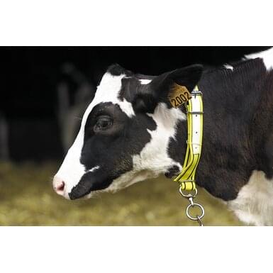 KAMER nylon calf neck strap | leather reinforced (80 cm) | black yellow